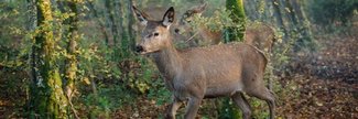 Bambi: A Tale Of Life In The Woods