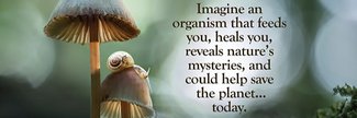 Fantastic Fungi