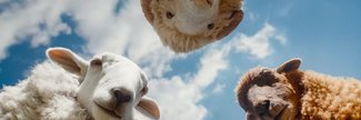 Meet Stan the Lamb at The Sheep Detectives