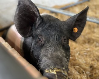 Standalone farm pig