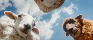Sheep
