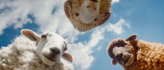 Sheep
